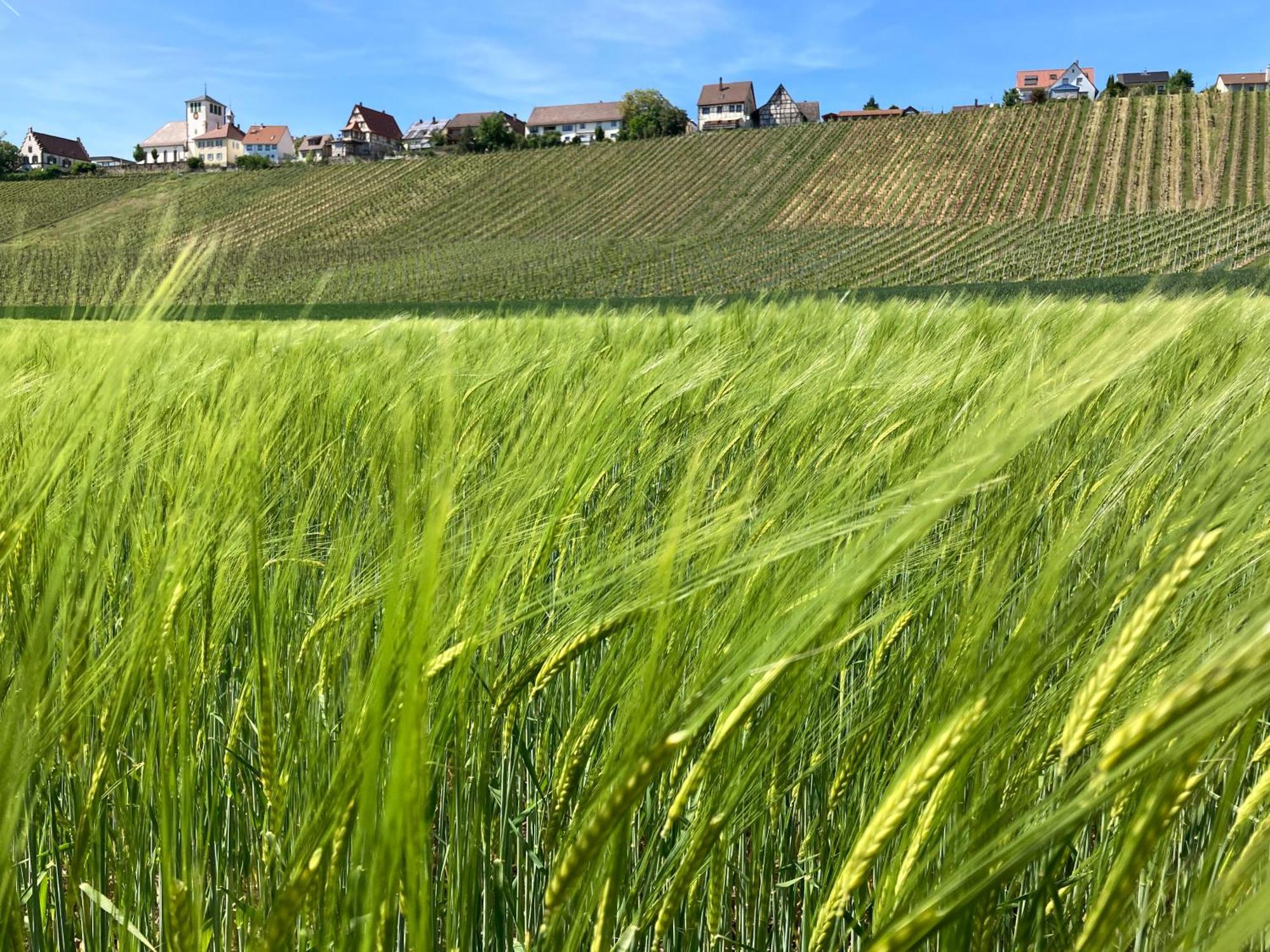 Komforthaus Gartenfreude Appartement Sachsenheim